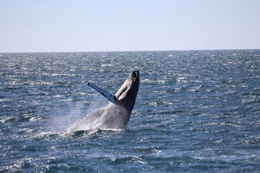 Tour di osservazione delle balene e dell’aurora boreale da Reykjavik
